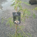 Jelša lepkavá  (Alnus glutinosa) ‘IMPERIALIS’  - výška 100-120 cm, kont. C3L